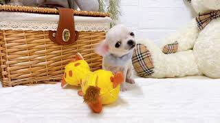 チワワ（スムース）の動画01