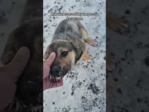 мужчина спас собаку на трассе #automobile #reels #астана