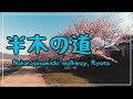 【3min kyoto】3分で巡る「春の半木の道」~nakaraginomichi walkway kyoto japan~