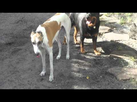 Daniel De La Rosa-Dogs - Dalmatian Plantation