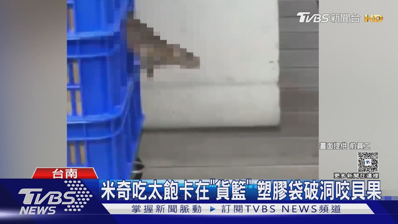 影音/台南貝果名店爆「老鼠亂竄」控用料不實 業者發律師聲明駁