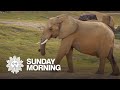 What Animals Might Teach Us About Living Longer