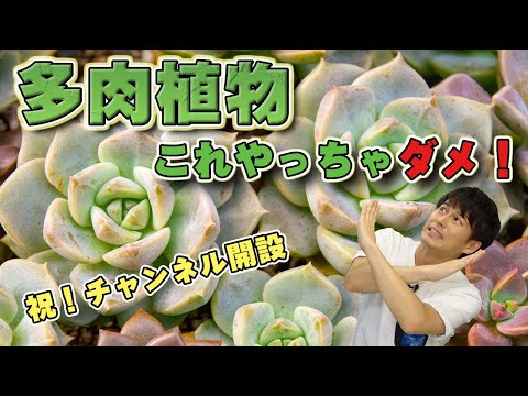 屋外のサボテン園を段階的に作るにはどうすればよいですか？そして、鍋に1つ？  庭園