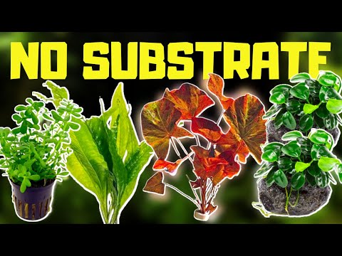 , title : 'Aquarium Plants WITHOUT SUBSTRATE: 10 Aquarium Plants that Don't Need Substrate to Grow'