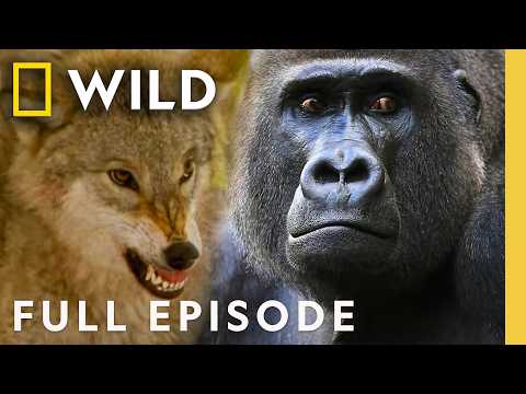 Deadly Sins of the Animal Kingdom (Full Episode) | World's Deadliest Sins | Nat Geo Animals