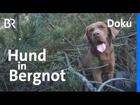 Hunderettung am Berg: Bergwacht-Einsatz an der Felsswand | In höchster Not | Staffel 2 | Doku | BR