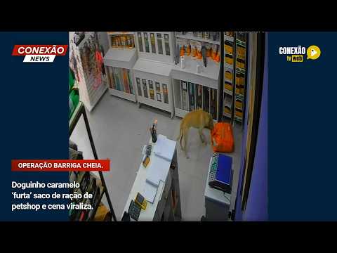 Vídeo: Doguinho caramelo ‘furta’ saco de ração de petshop e cena viraliza.