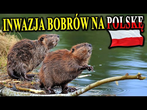 BÓBR - Friend or Foe? How Did He Conquer Poland and What Are the Consequences?