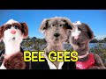 BEE GEES STAYING ALIVE