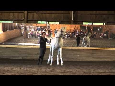Bear Spot CADI 2010: Sons of the Wind demonstration