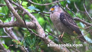 カンムリワシ幼鳥(動画あり)