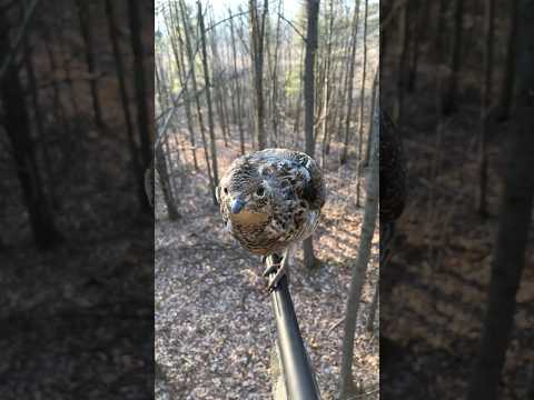 grouse on my gun barrel🤣