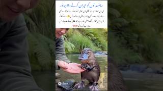 Download lagu Platypus – Amazing Nature Effect Wildlife Animal 🦆🌿 #platypus #naturefacts #nature #wildlife #shorts mp3 Download lagu Platypus – Amazing Nature Effect Wildlife Animal 🦆🌿 #platypus #naturefacts #nature #wildlife #shorts mp3