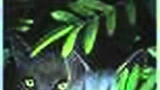 millie-some things get lost