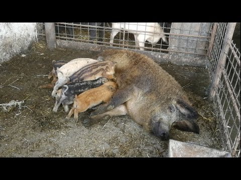 TV IALOMITA - Porci uciși și la Amara