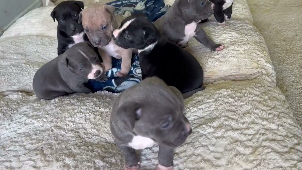 Enlarge OREO, an adopted American Staffordshire Terrier in Sherman Oaks, CA video 4/4