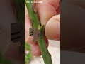 Rose Grafting Side Grafting