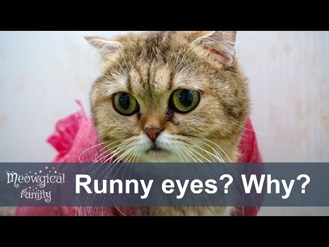 Runny eyes in cats - TOP 5 reasons