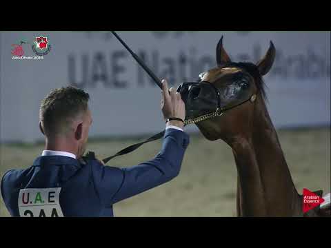 N 344 MUTABAHI AL HAWAJER   UAE Nationals 2019