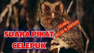 Download lagu SUARA PIKAT BURUNG HANTU CELEPUK mp3 Download lagu SUARA PIKAT BURUNG HANTU CELEPUK mp3