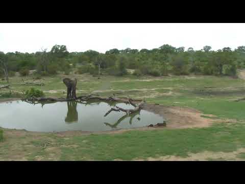 Djuma: Lone Elephant - 12/29/18