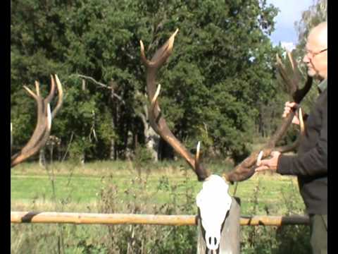 Ein sehr alter Recken liegt am Lagerfeuer auf der Strecke!