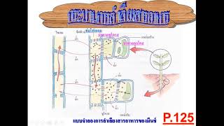 Kru  DADA   การลำเลียงของพืช EP 04