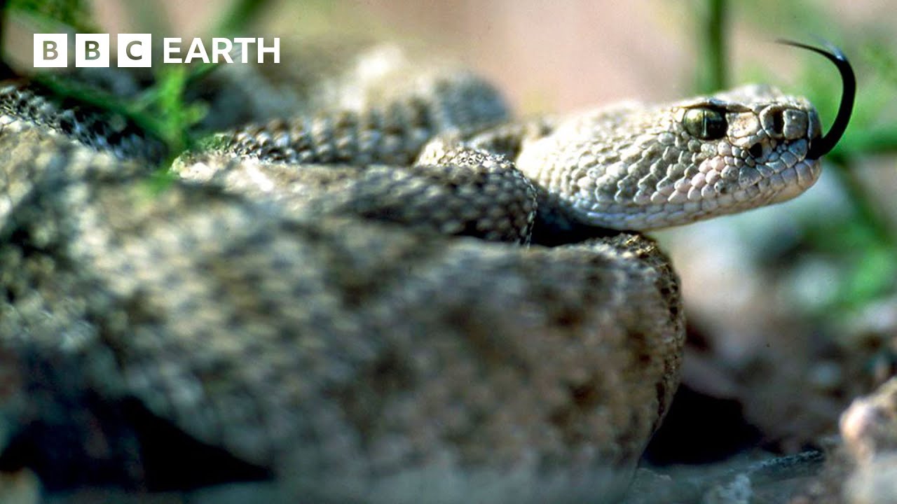 🔴 LIVE: The World's Wildest Animals | BBC Earth