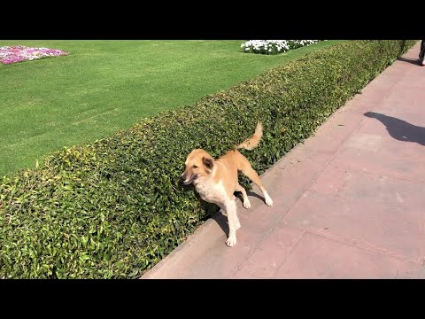 כלב שאוהב להתחכך בשיחים