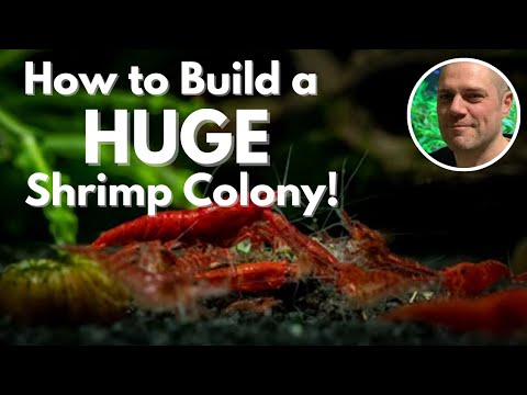 How To Grow A Huge Shrimp Colony Fast - TIPS & TRICKS TO BREED SHRIMP FASTER AND GROW A LARGE COLONY