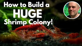 How To Grow A Huge Shrimp Colony Fast - TIPS & TRICKS TO BREED SHRIMP FASTER AND GROW A LARGE COLONY