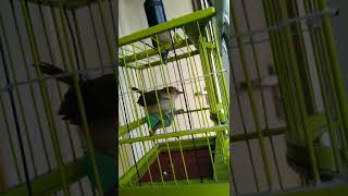 Download lagu Prenjak Lumut Jantan Muda Rajin Bunyi ‼️Umur Rawan Gagal Jinak #prenjaklumut #prenjakbawah mp3