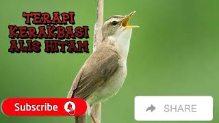Download lagu Terapi kerakbasi alis hitam mp3 Download lagu Terapi kerakbasi alis hitam mp3