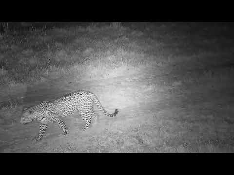 Djuma: Leopard-Tlalamba female walks by quietly - 02:29 - 09/08/2023