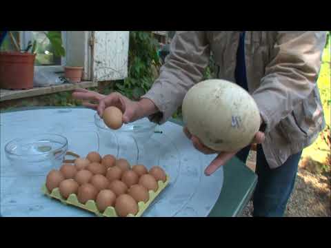 Voici les plus gros œufs du monde