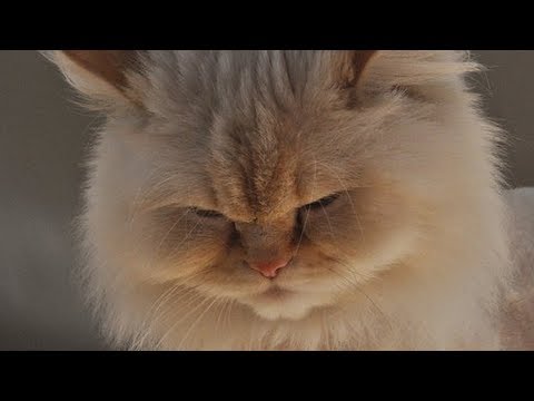 How to Care for Himalayan Cats - Grooming Your Himalayan