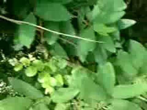 dancing chameleon....