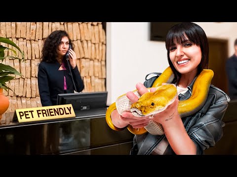 I take exotic animals to hotels to see if they let me in.