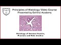 Histology of Seminal Vesicle, Prostate, and Male Urethra [Male Reproductive Histology Part 4 of 4]