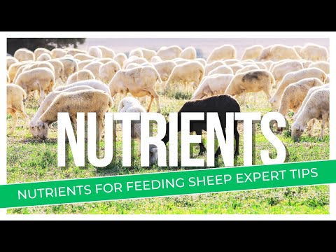 Essential Nutrients For Feeding Sheeps