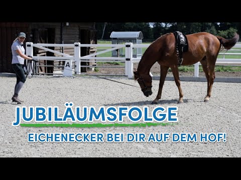 Erstes longieren auf dem Reitplatz – Riesiger Wallach geht in die Ausbildung | Jubiläumsfolge
