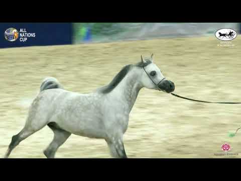 N 139 HL EL GANADOR   AACHEN 2022   38° All Nations Cup   Stallions 4 6 Years Old Class 10