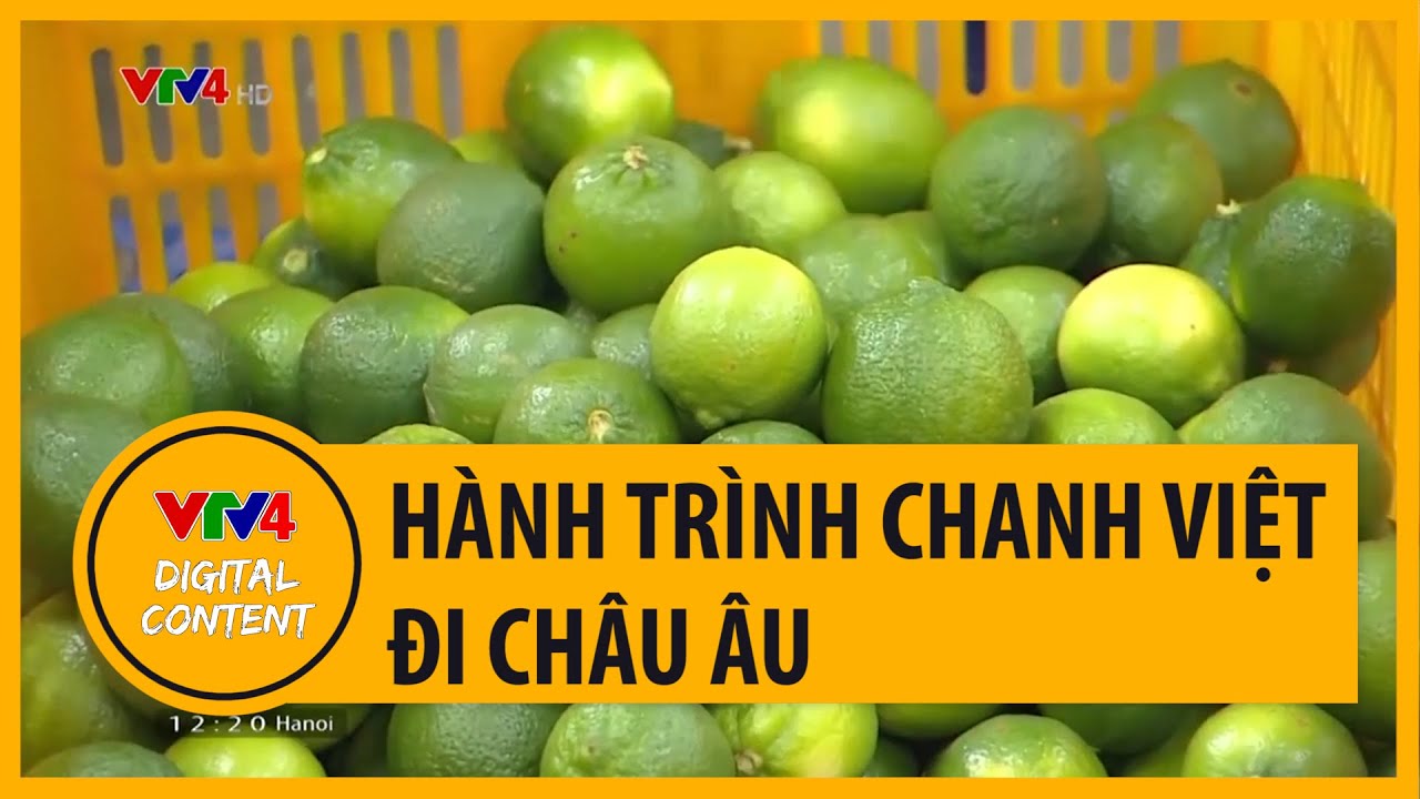 Hành trình chanh Việt đi Châu Âu | VTV4