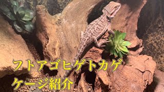 お迎えから1ヶ月　フトアゴのケージ紹介