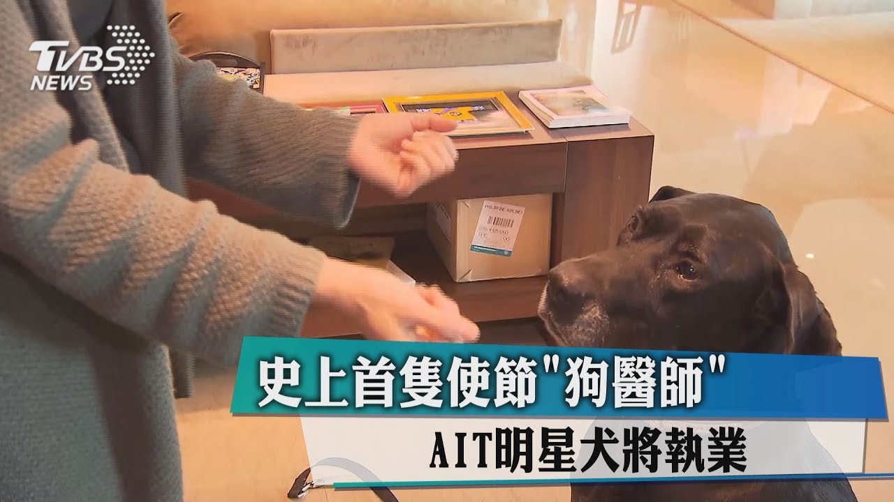 史上首隻使節「狗醫師」 AIT明星犬將執業