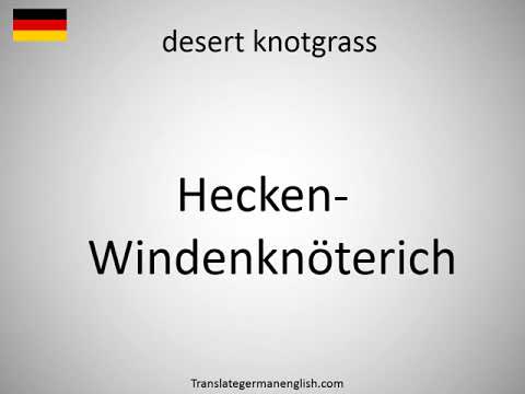 How to say desert knotgrass in German? (Hecken-Windenknöterich)