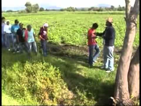 banda los gonzalez- burruni atarantaskan