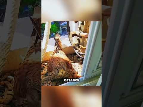 Ястреб живет на балконе
