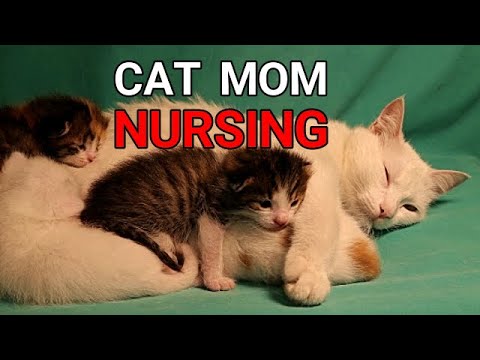 Cats Purring | Mama Cat Nursing her kittens, Breastfeeding, Cleaning, Relax. Mother licks her babies