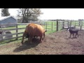 Fighting Cows